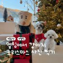 초록애견샵 | 동두천 애견동반카페 멜팅 후기｜천연잔디 운동장 + 크리스마스 대형 트리 포토존 너무 예쁜 곳...