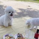 강아지정원 이미지