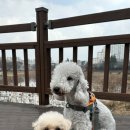 프렌즈도그 미용실 광주 서구점 이미지