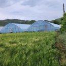 현내2리 이미지