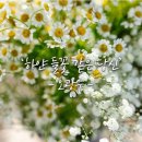 하얀들꽃