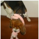 인형의 거리(토끼) 이미지