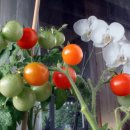 마로니에 이미지