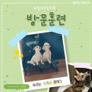 하울 애견 유치원 이미지