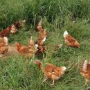 정란축산 이미지