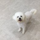 헤이도그 이미지