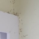 개미들마을 | 집개미 퇴치 생기는 이유 원인 방역업체 없애기 후기!