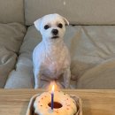 바르다펫 | [강아지 케이크] 반려견 생일 케이크 쿠팡 추천템 바르다펫단연코 케이크 (내돈내산)