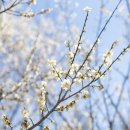 우산천 티스토리