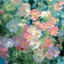 행운동-49 | 기어코 여름!