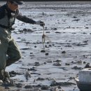 갯벌낙지 이미지