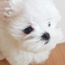 원주브리딩 이미지