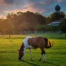 홍수농장 이미지