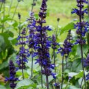 샐비어 | 샐비어 꽃 키우기 후기부터 꽃말까지, 여름 화단에 딱이야!