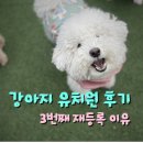 분도유치원 | [공지] 🐶 3번째 재등록을 하게 된 진짜 이유 | 강아지 유치원 재등록 후기 (사회화/산책 변화)