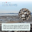 모도리 바지락캐기 네이버블로그