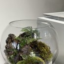 (동서남북)작은 생태계 테라리움 만들기 | 플랜테리어ㅣ스튜디오콩테 7주차 후기 : 테라리움 이론과 식재 실습, 유리 속 작은 숲 만들기 🌿