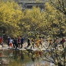 산수유꽃길로 이미지