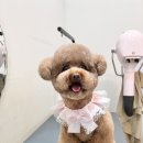 댕화살롱 이미지