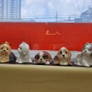 한샘동물병원 이미지