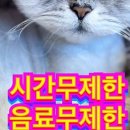 모여봐요 고양이 카페 이미지