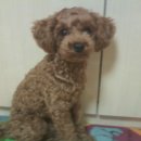 나의 강아지 이미지