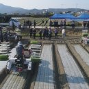 합천양파 이미지