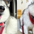 산책 동물병원 이미지
