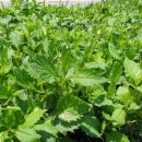 부지깽이 이미지