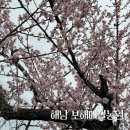 버들농원 | 전남 해남 보해매실농원 매화 명소