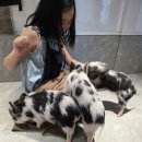 피그캔 | 도쿄 아사쿠사 미니피그 카페 Pignic cafe 후기