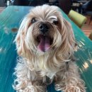 밧개오션 | [카페] 안면도 오션뷰카페 바보카페 반려견 동반 방문 후기