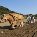 횡성한우 이미지