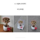 재화 | 어버이날 선물 추천 호접란, 사랑목(분재) 예약구매후기 광주 꽃집 [재화]