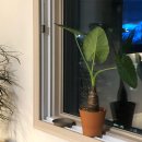 멍멍이가족 이미지