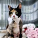김현헤어 - 고양시 일산서구 | 고양이 미용. 고양이 미용 20년 차 미용사가 전하는 코리안 숏헤어 '김현'의 첫 번째 전체 미용 후기