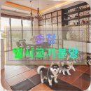 씨유무주하조사거리점 | 순창 웰시코기분양 비교 분석 가성비와 지역 특성까지