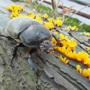 상수리PC 이미지