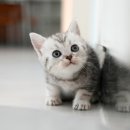 울산 고양이분양 미유펫 이미지