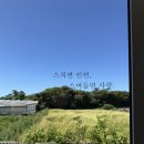 스테이 도채비꽃 이미지