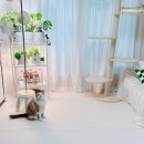 나무 밑 고양이 | 강아지 매트 추천, 파크론 펫노리터 고양이 롤매트 셀프 시공 후기