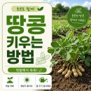 아형식품 | 땅콩 키우는 방법 | 파종 시기 | 꽃 핀 후 관리 | 텃밭 땅콩 재배