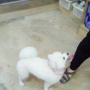 이뿌개 귀엽개 이미지