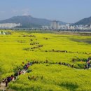 낙동강관리본부 대저생태공원 3 이미지