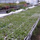 민들레 영농조합법인 이미지