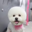 더 펫 애견샾 이미지