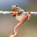 청개구리 이미지