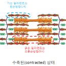 액틴 이미지