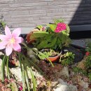 나라꽃 미니정원 이미지