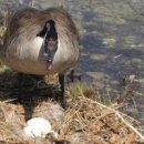 낙동강오리알 이미지